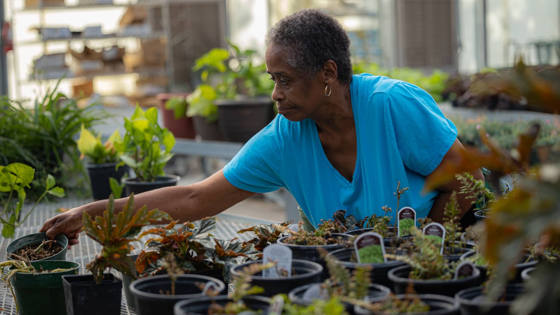 A CARC resident on the job in the greenhouse.