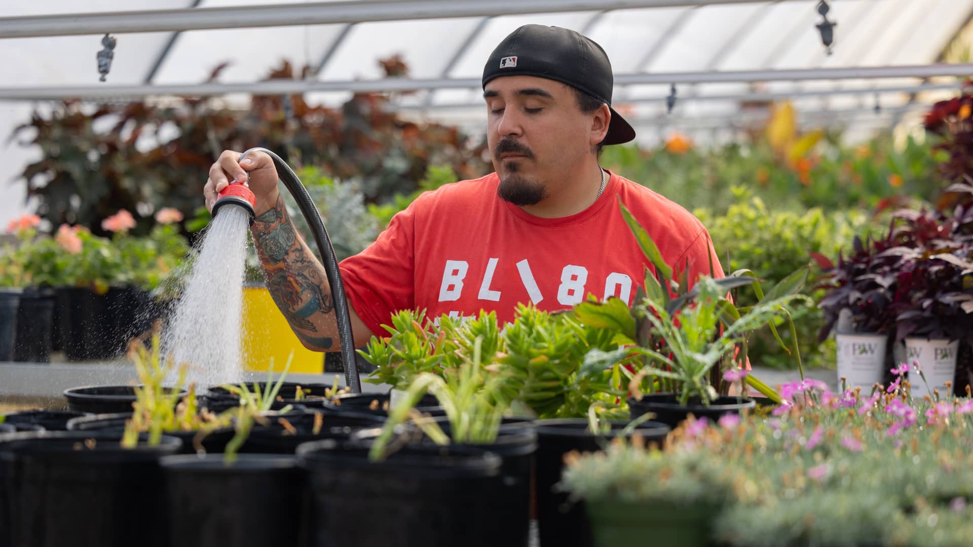 A CARC employee on the job in the greenhouse.